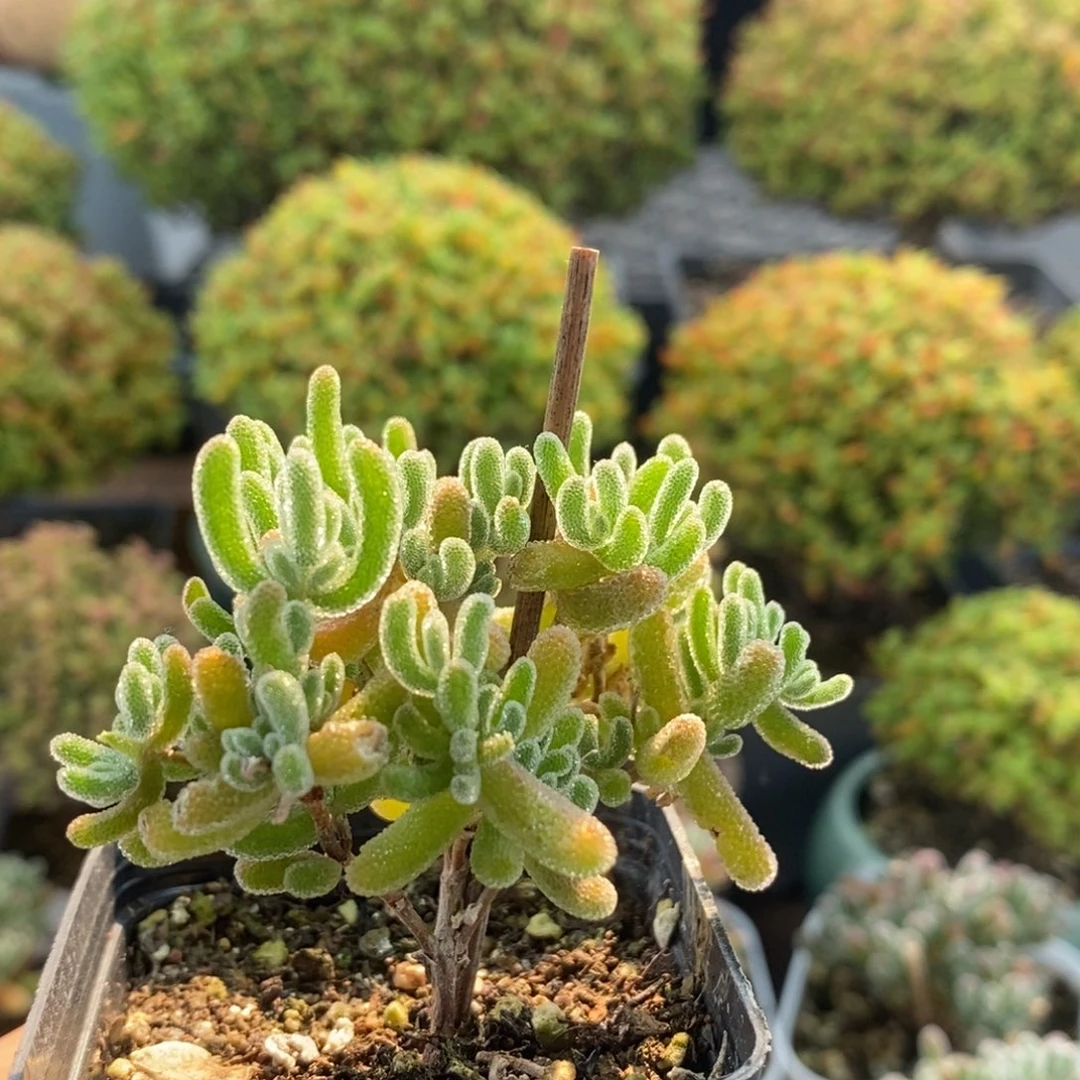 冰橙2010枝干番杏