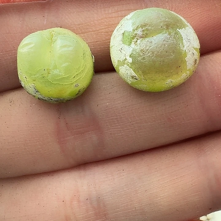 老马生石花拉登1418