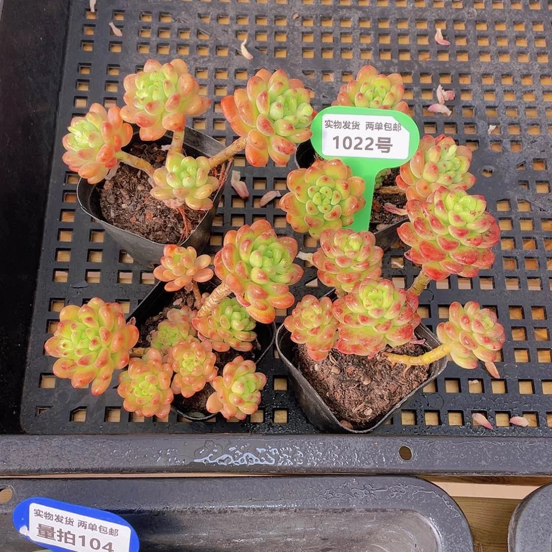 1022号 香格里拉群生高腿一个
