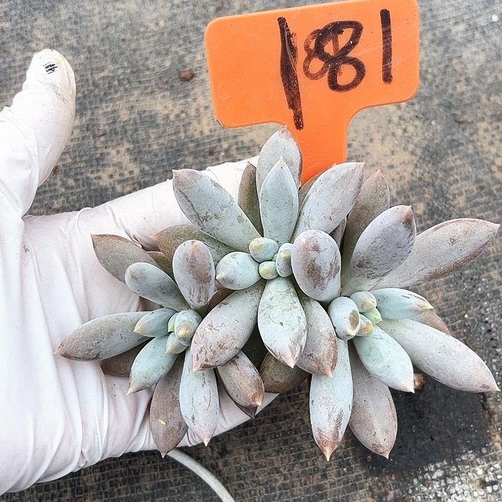 彩体哥特小树181号码牌子