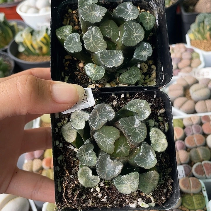 1832，”两颗万象如图