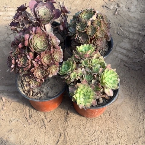 175多肉植物组合，