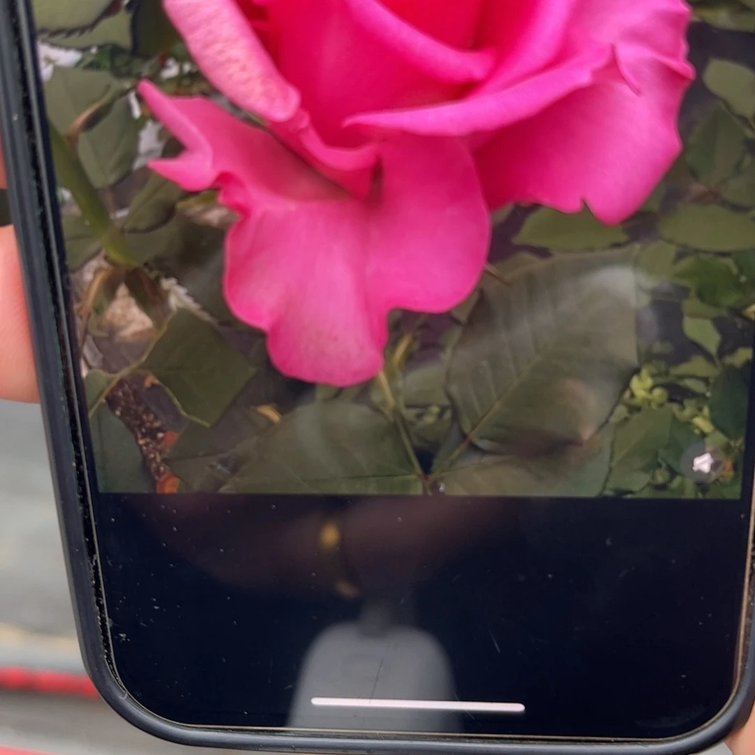 无花朵——-典春衫 福利款