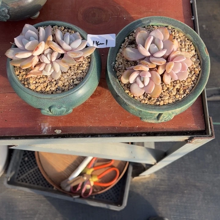 陶瓷晓*14-1花盆2个