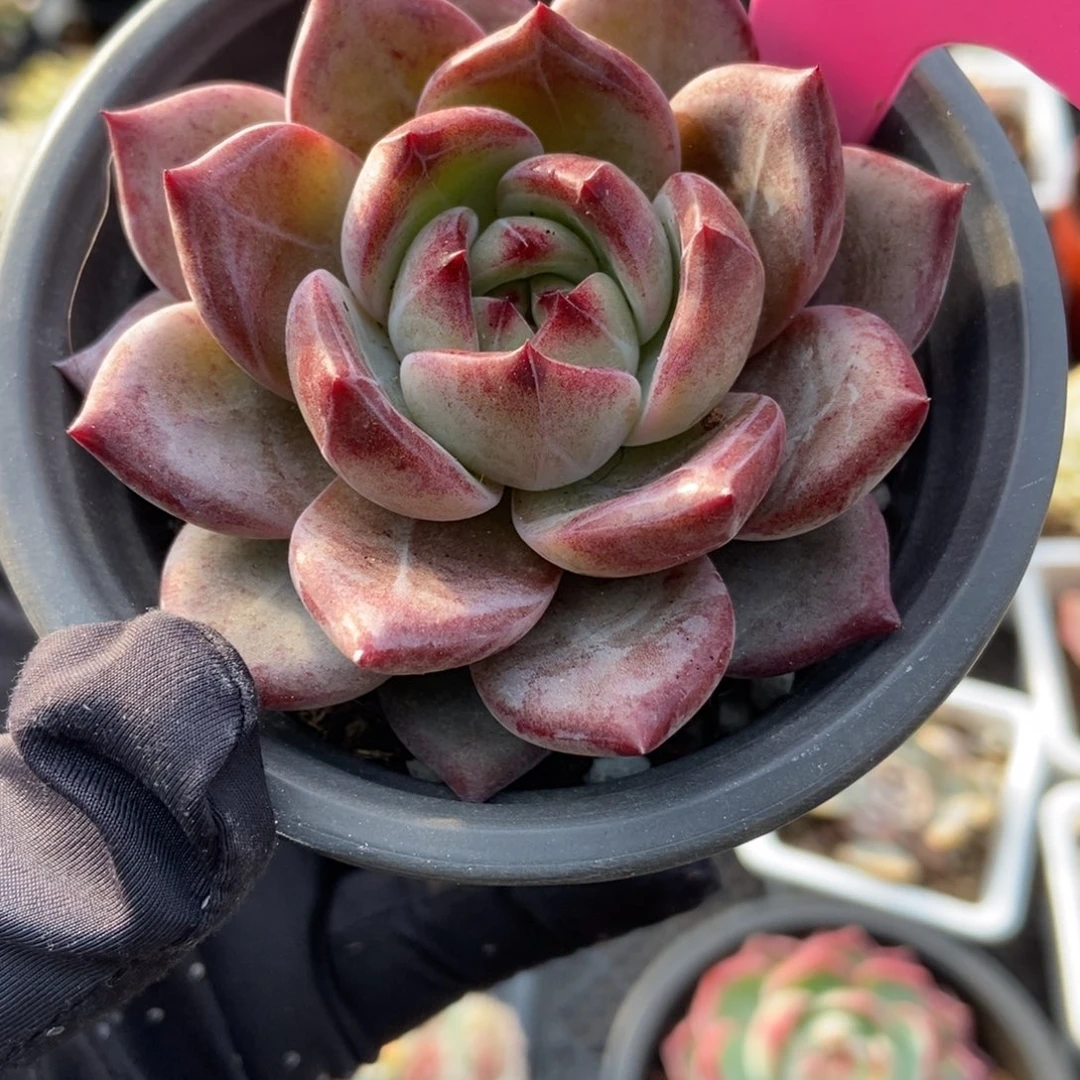 70夜魔侠多肉植物