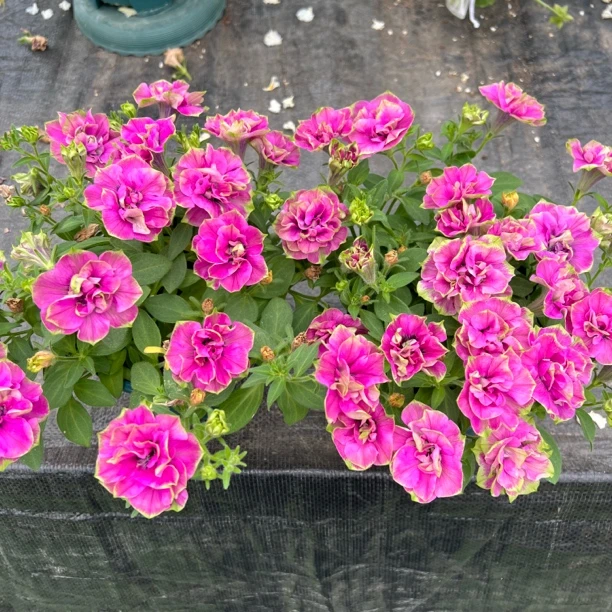 【2盆组合矮牵牛】可垂吊花期长花量大阳台庭院