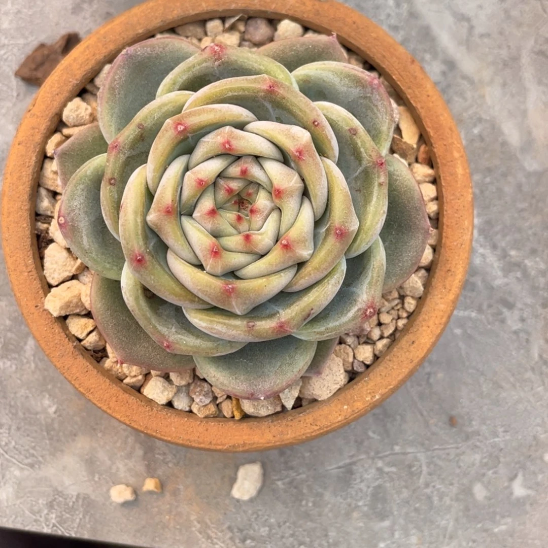 蓝水鬼单头6公分公分