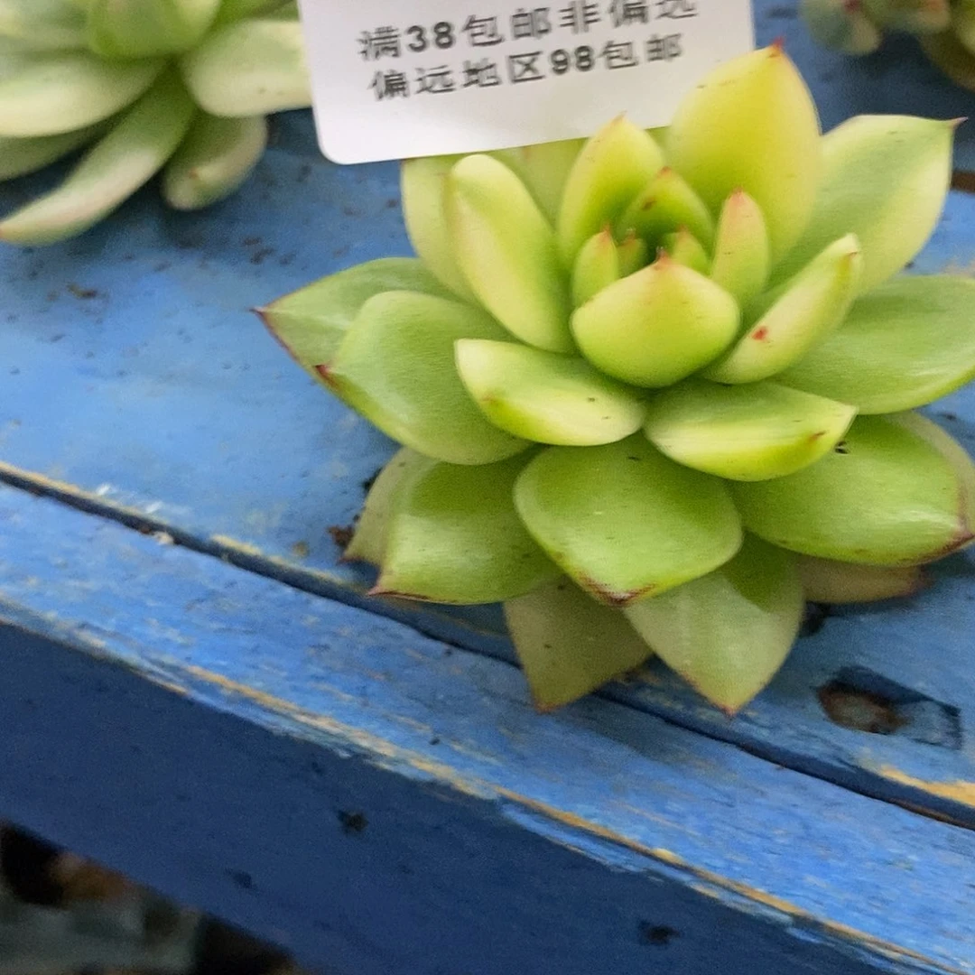 s***t181东云锦炸多肉植物哇啦塞