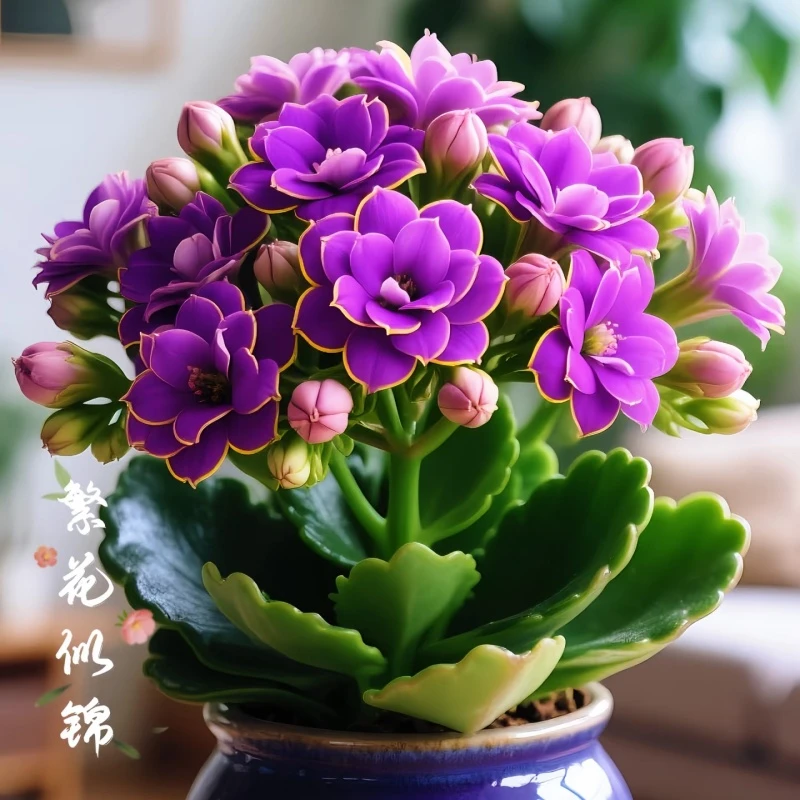 金狐狸长寿花金丝雀重瓣绿植苗长寿花小苗大全新品盆栽四季花卉