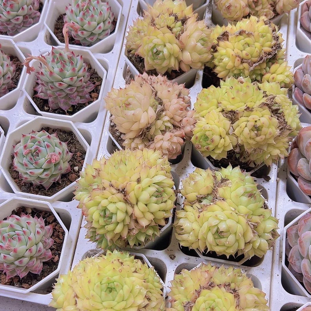 黄金海王大群19包邮