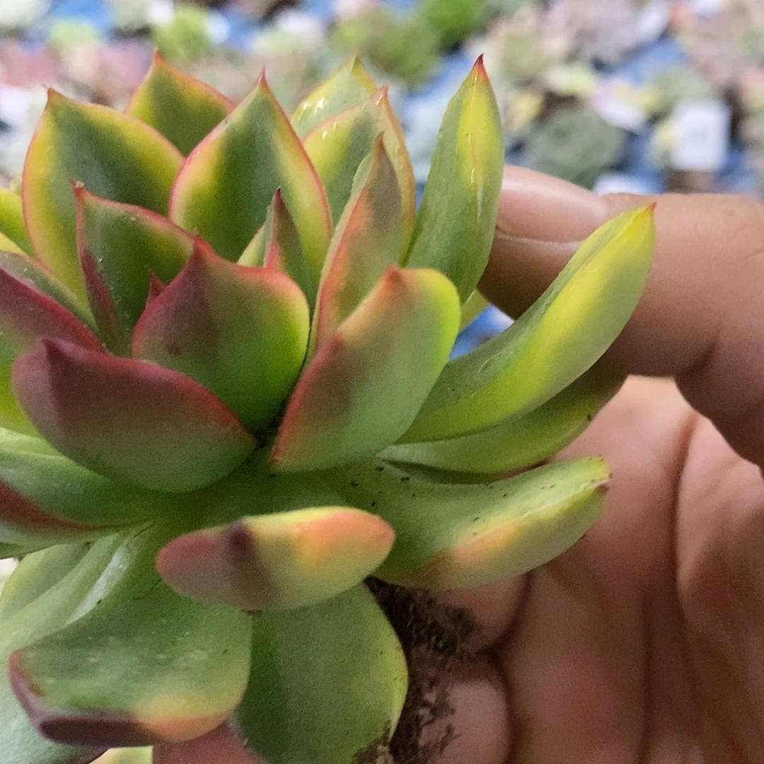 s***t225东云锦炸多肉植物哇啦塞