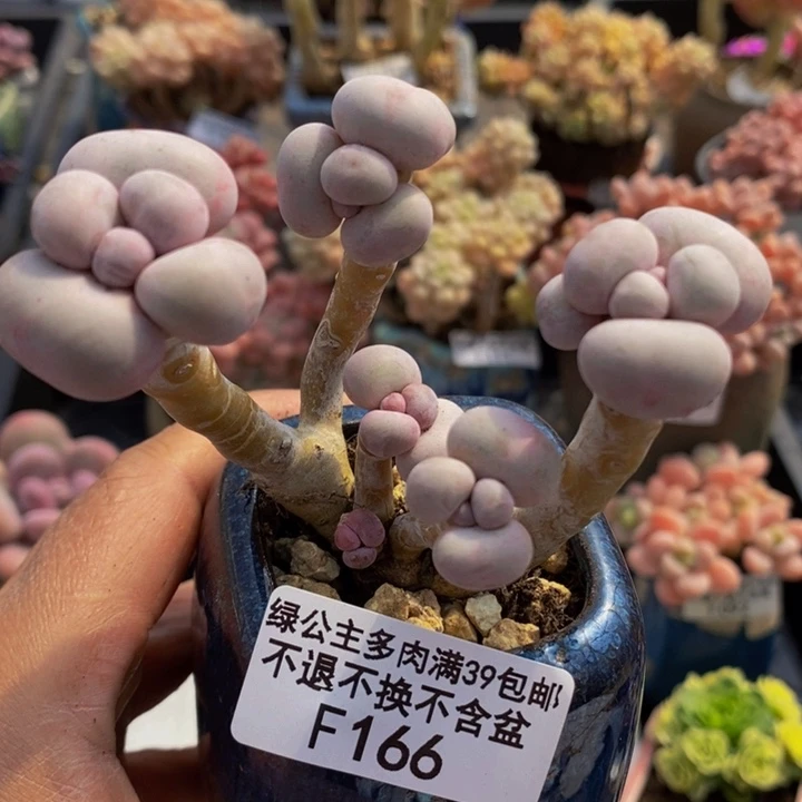 芭比奶洛老桩7cm166多肉植物