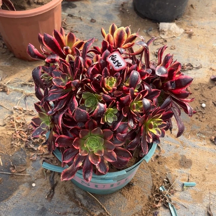 14-54欧嘉莉处理不售后多肉