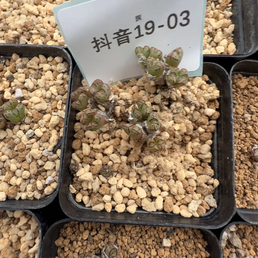19-03量拍海伦娜3群