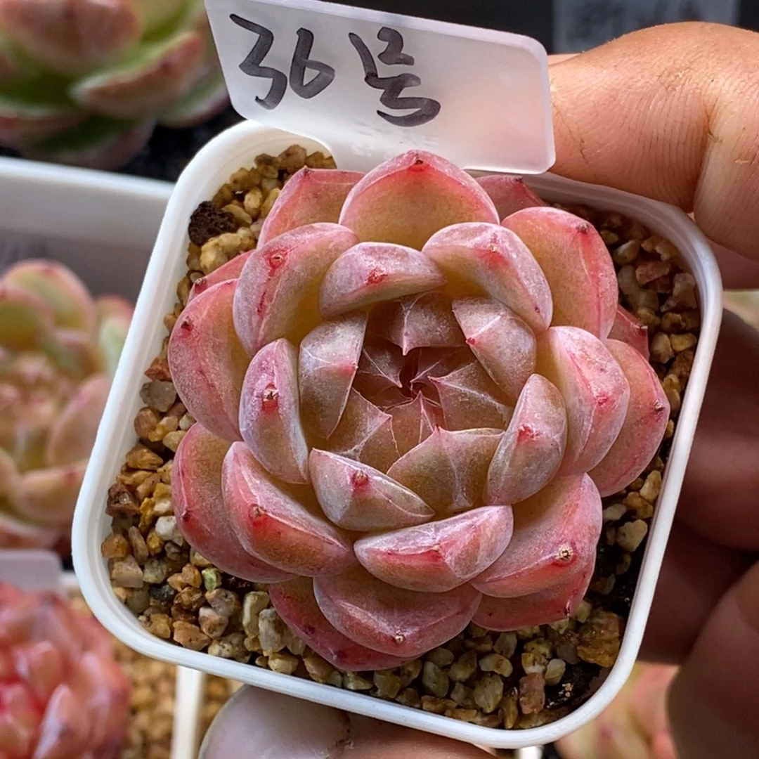 天官赐福百无禁忌