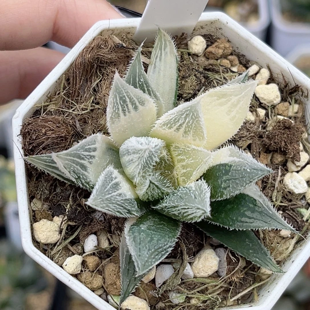 59半糊绘卷福利专场