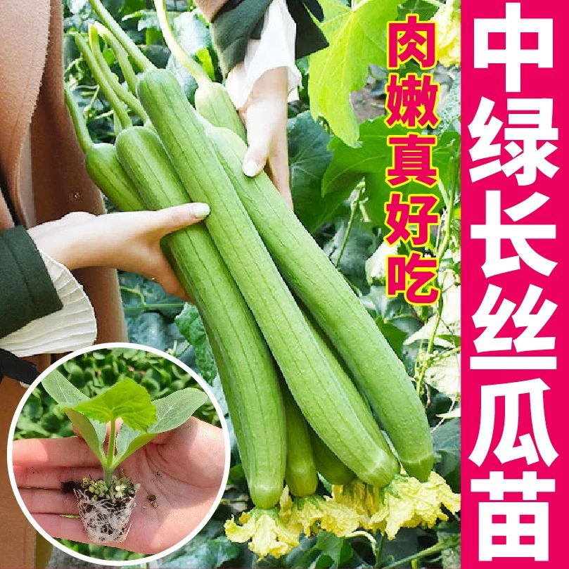 【只发新疆】丝瓜苗