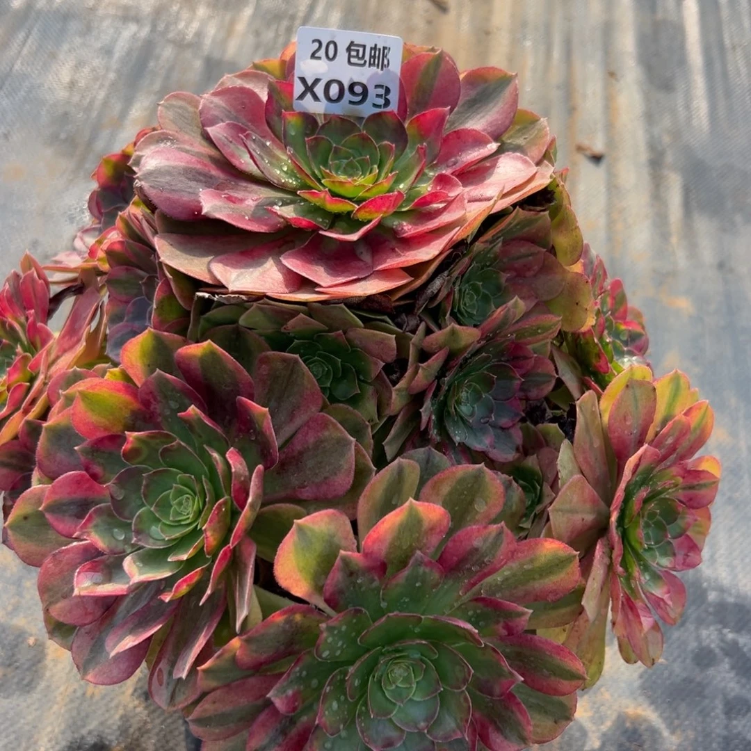 093雨荷，多肉法师