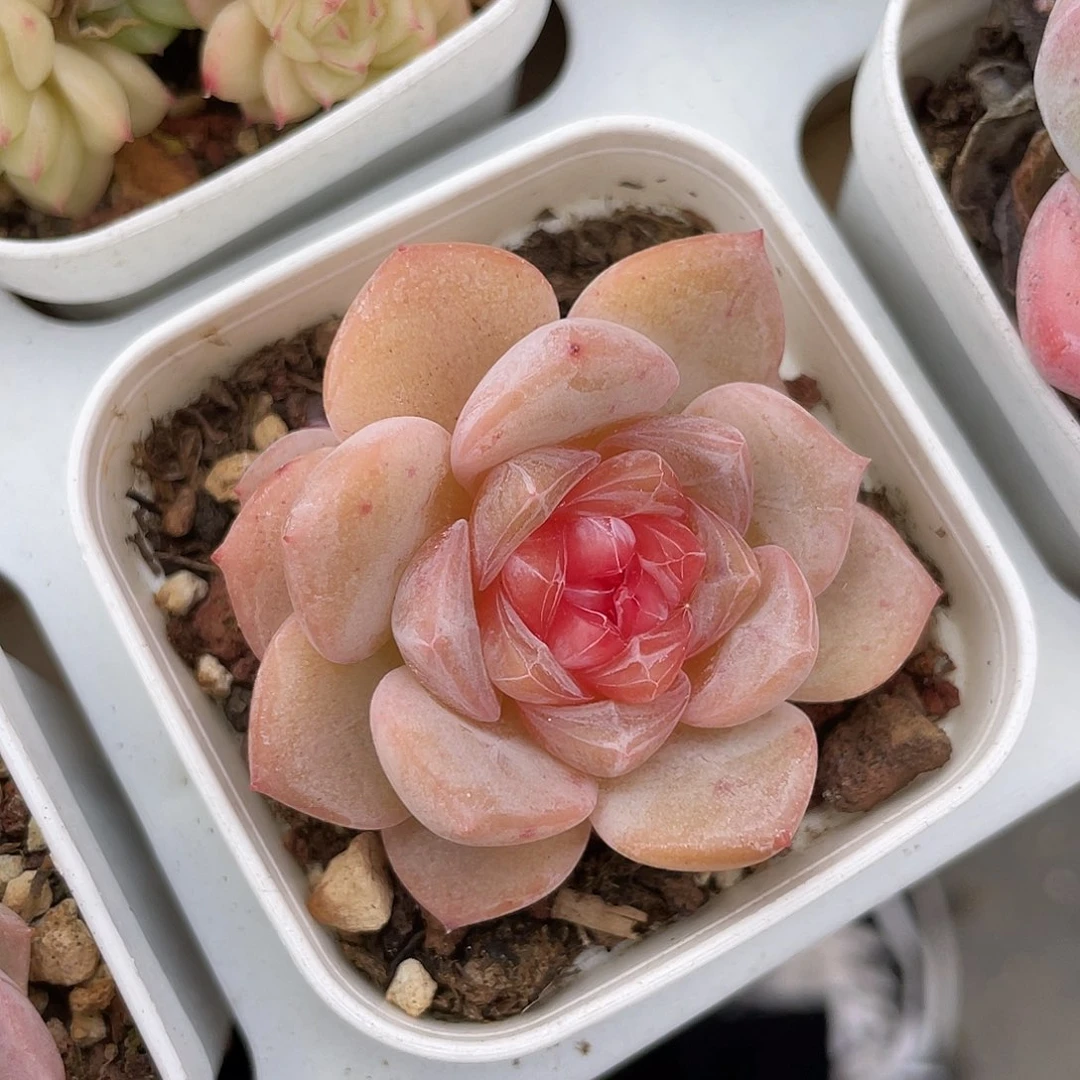 优选珍妮福利1019