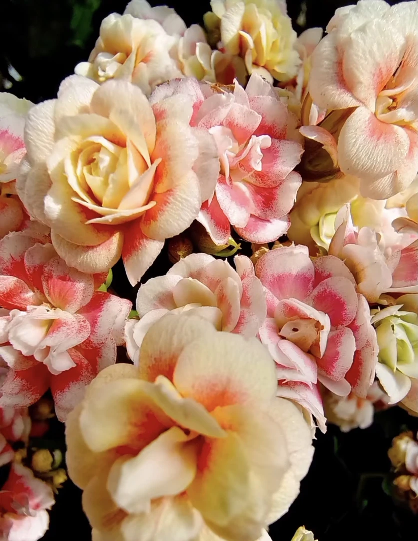 （漫卷流光110盆）基地直发长寿花 新品一盆多色 室内懒人花