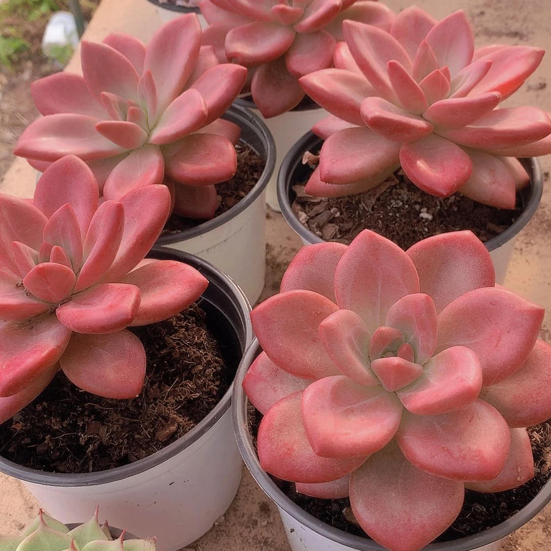 母本赫菲345778999000