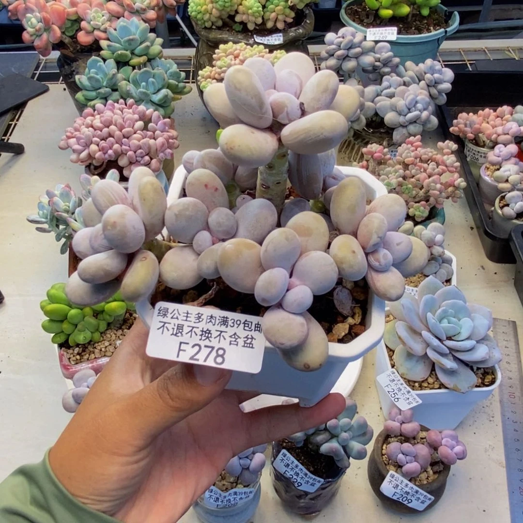 278水光针多肉9c m