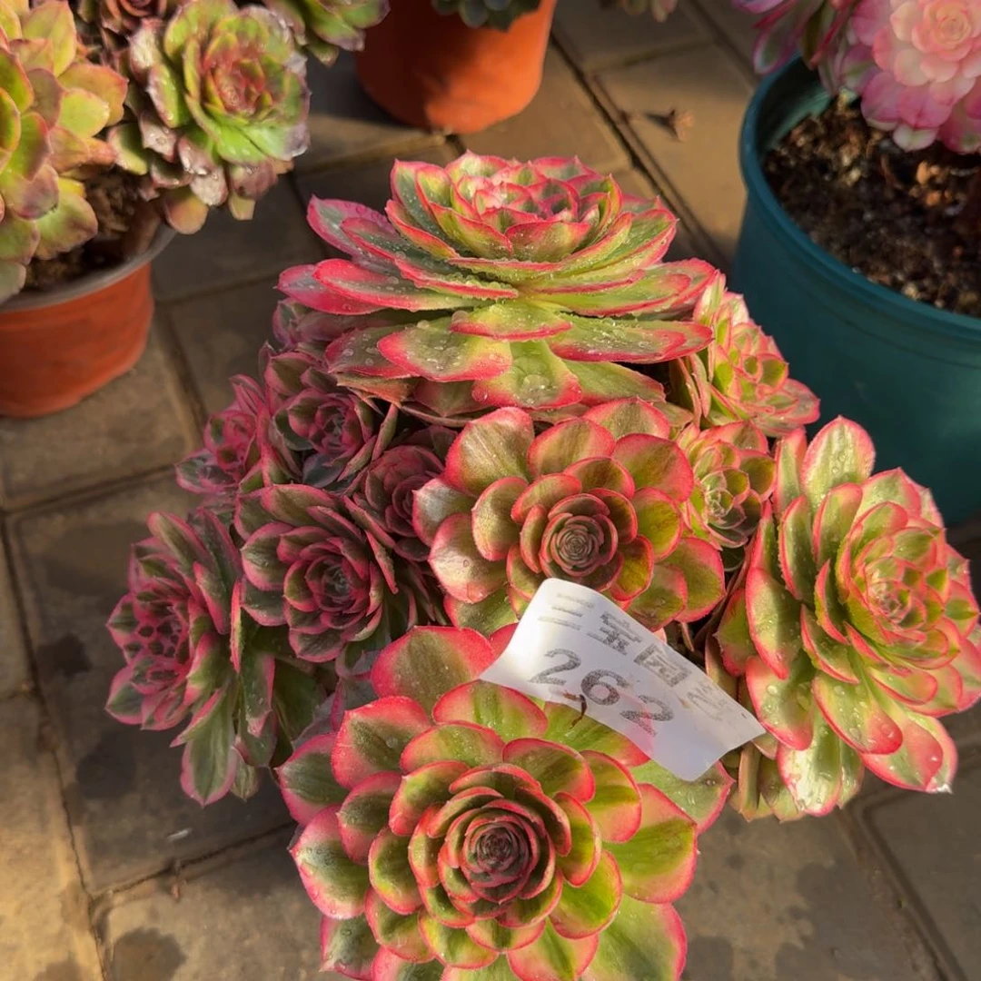 遇***错多肉植物262玉资