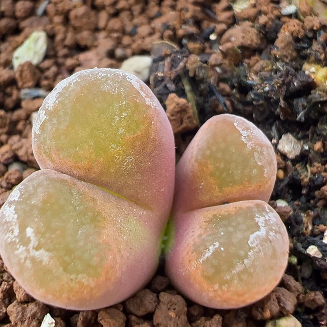 121多肉植物百科知识