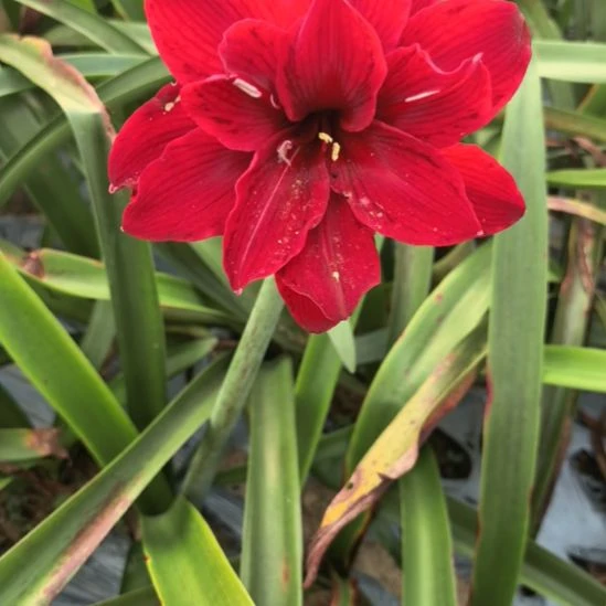 当前无花栽培后可以开花闺秀5厘米裸根球