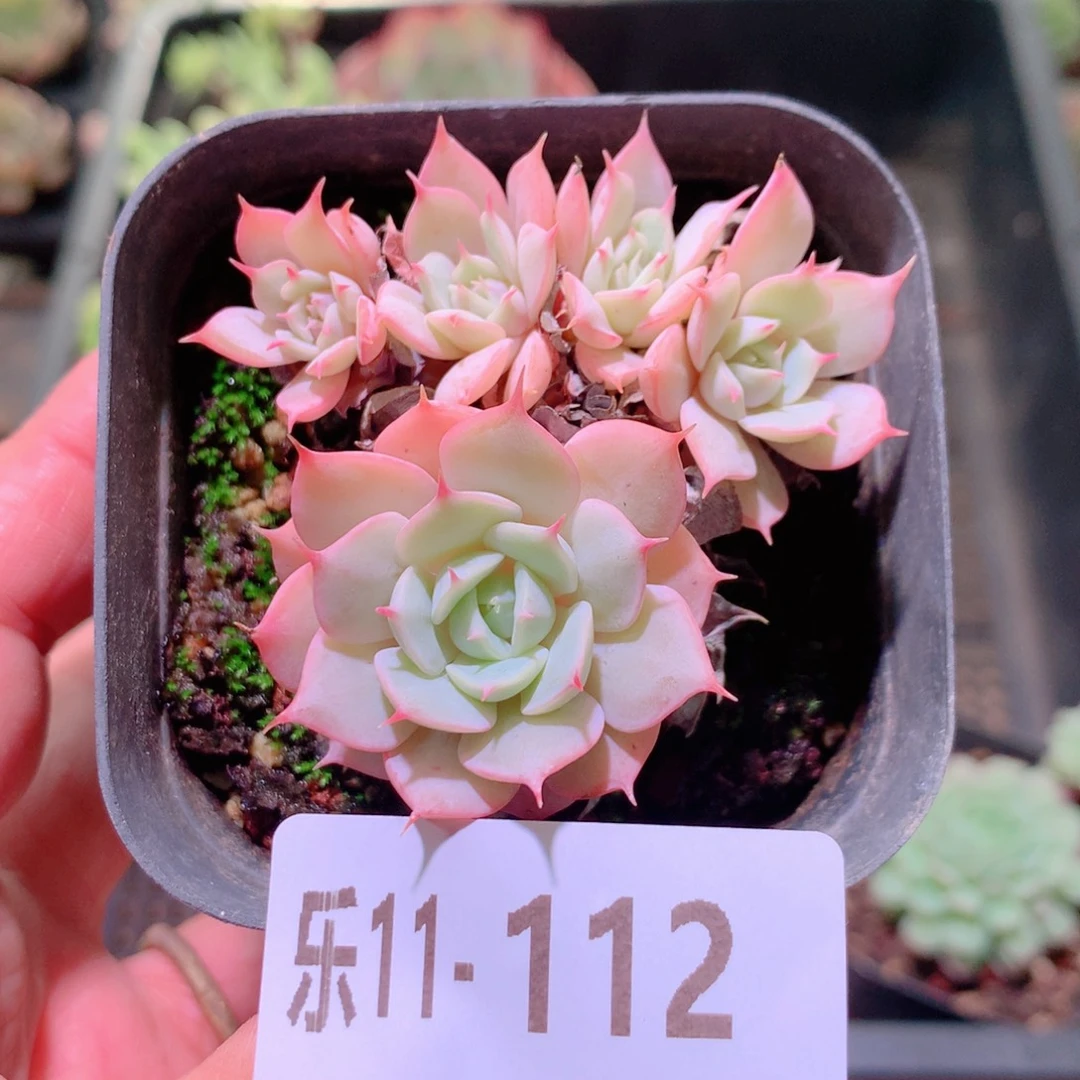 乐然11-112 雪域群