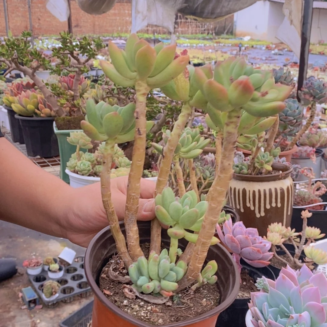 清新美人三头起发一盆