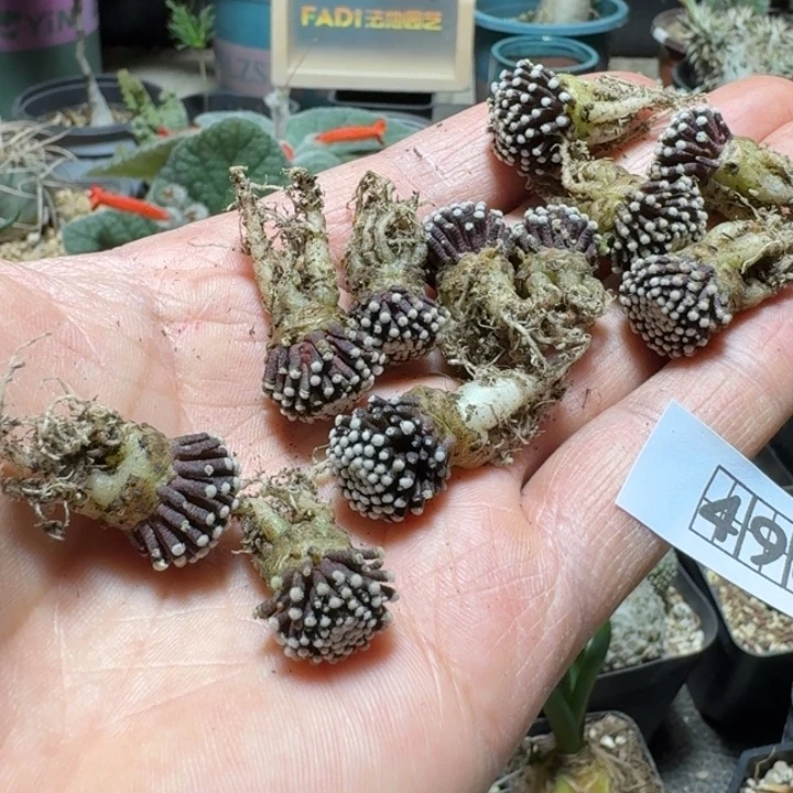 496松针牡丹脱土发货一个随机