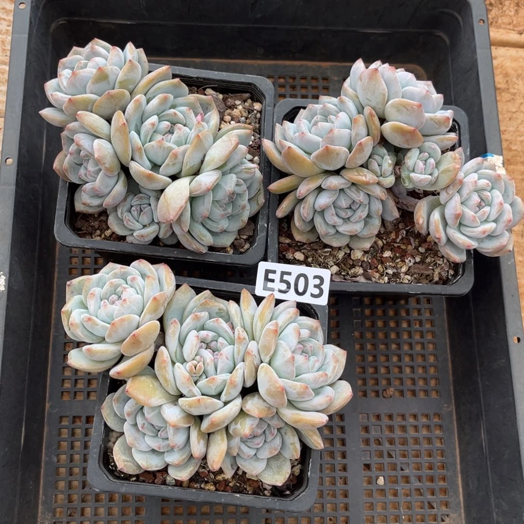 503号新疆西藏内蒙古不包邮的