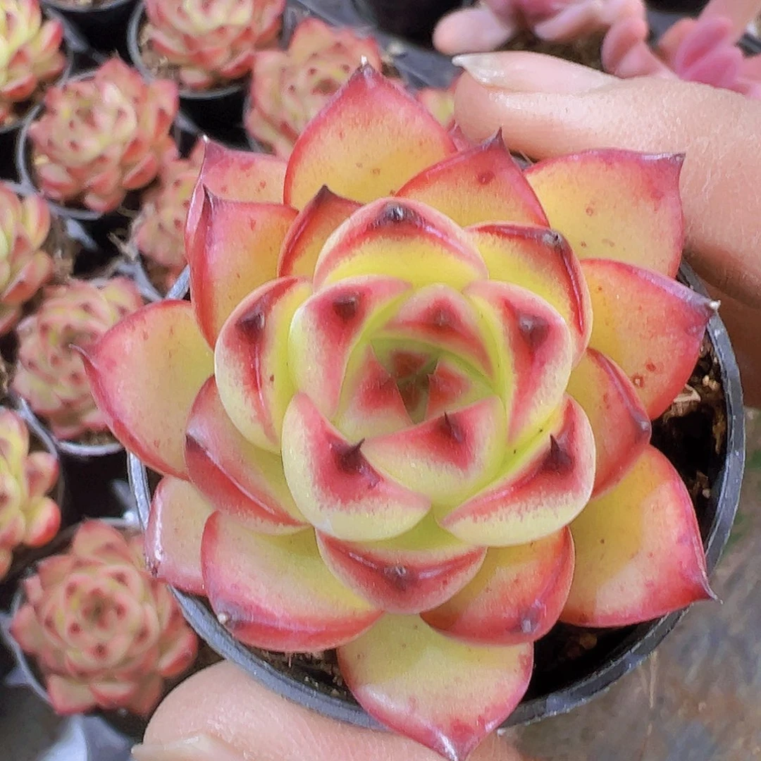 月亮石19包邮多肉