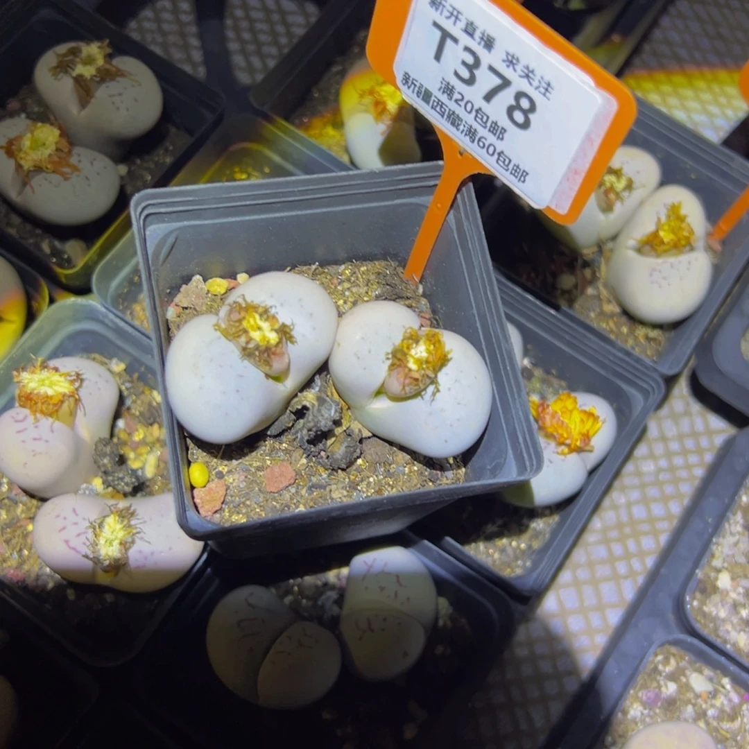 378 一物一拍，默认有伤，介意勿拍，不退不换