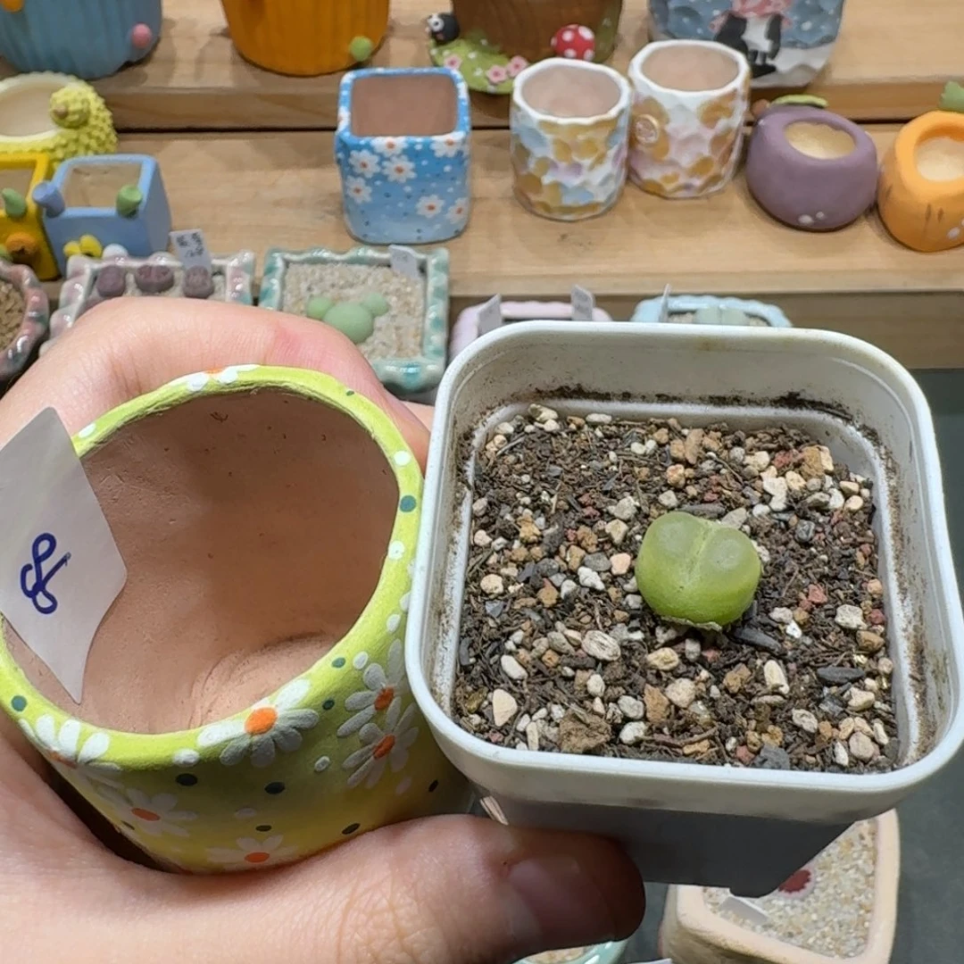 205-0815可爱拉登