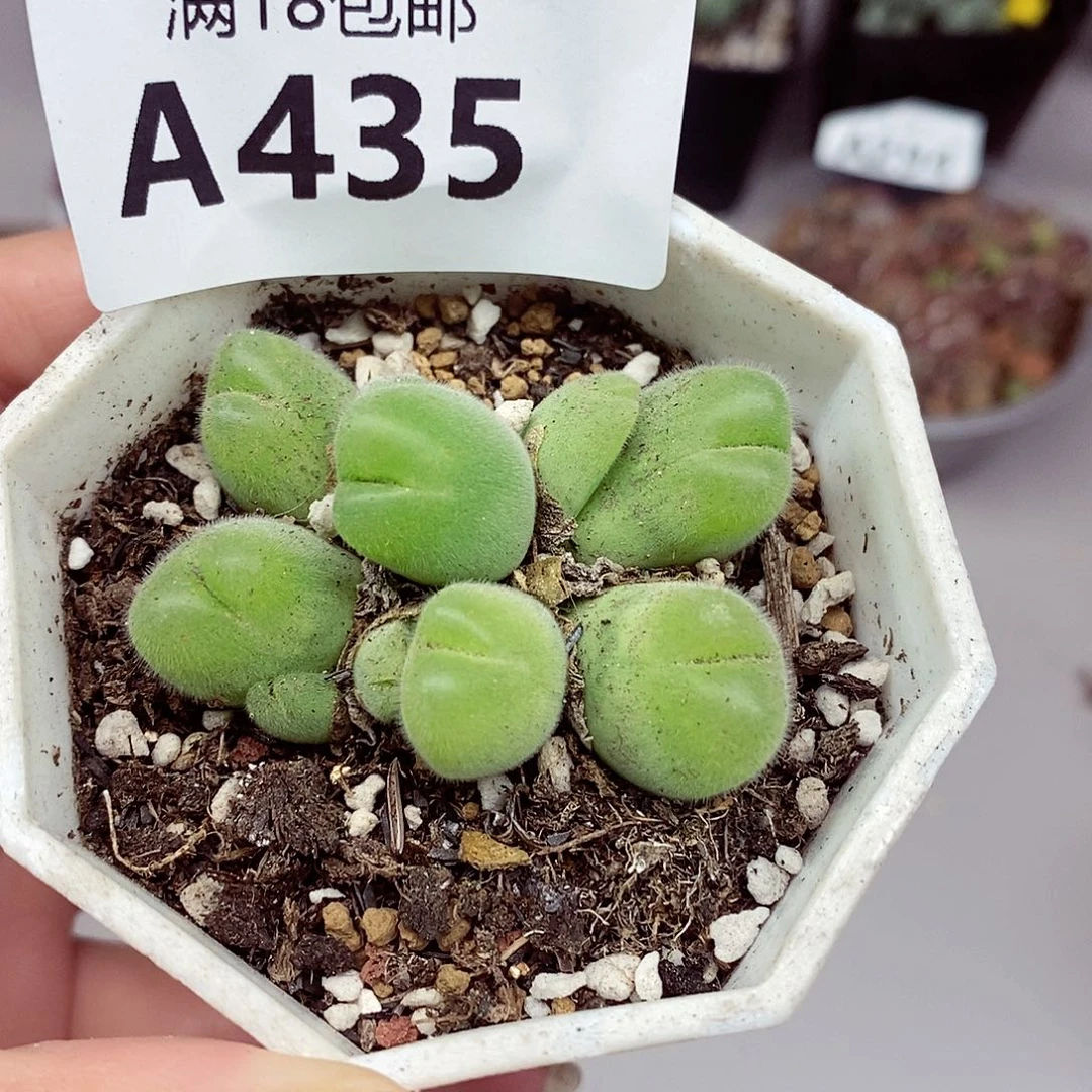 435咯啦咯啦咯啦咯