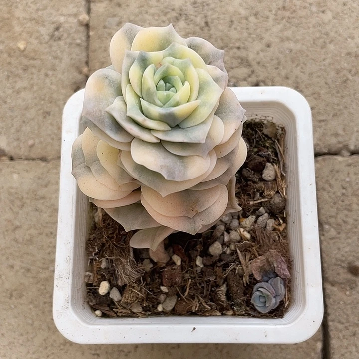 可爱玫瑰锦一物一拍锦龙