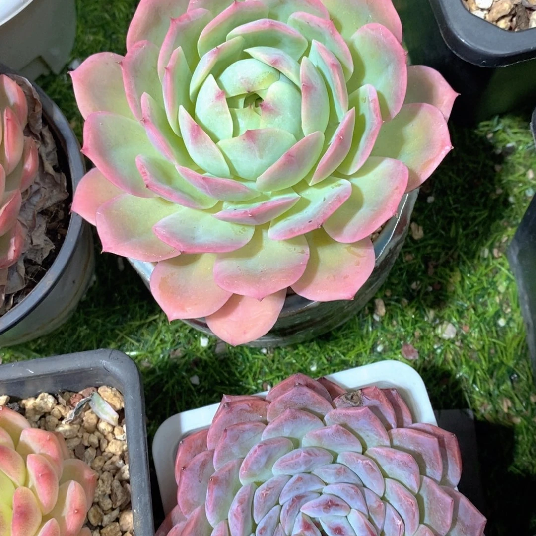 ****生桃花多肉植物老桩