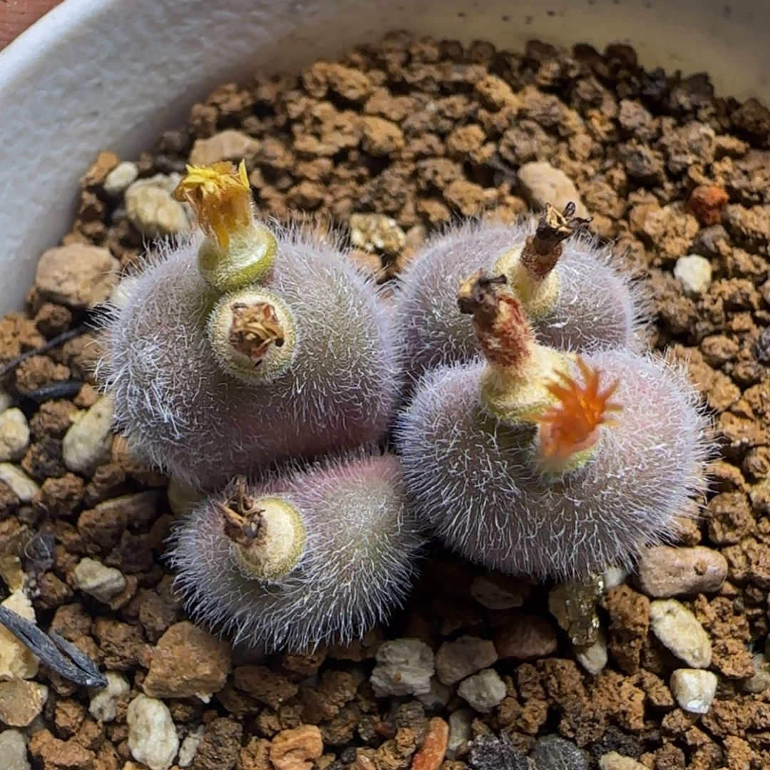 土***·专拍漂亮多肉植物220