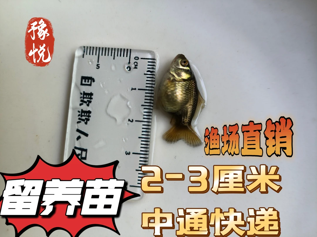 泰狮渔场直销留养泰狮千褶留养鱼苗2-3厘米