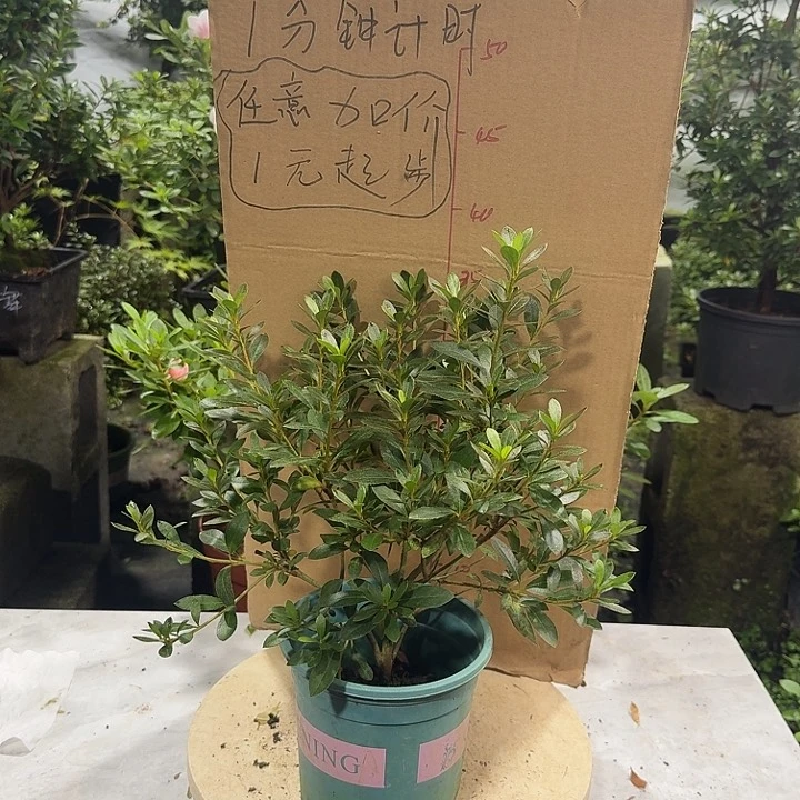 夏***荷完全开放唐狮子牡丹杜鹃花