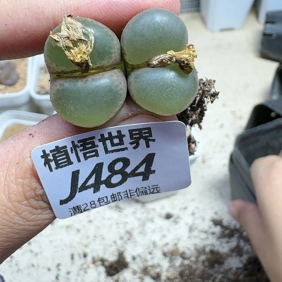 多肉植物的人生fgjj