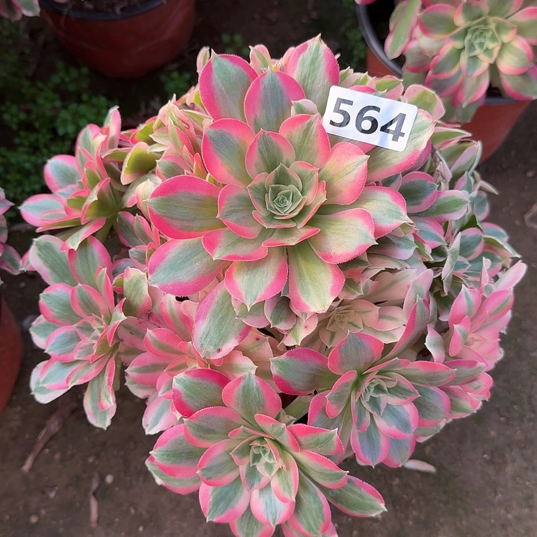 多肉植物粉女巫564