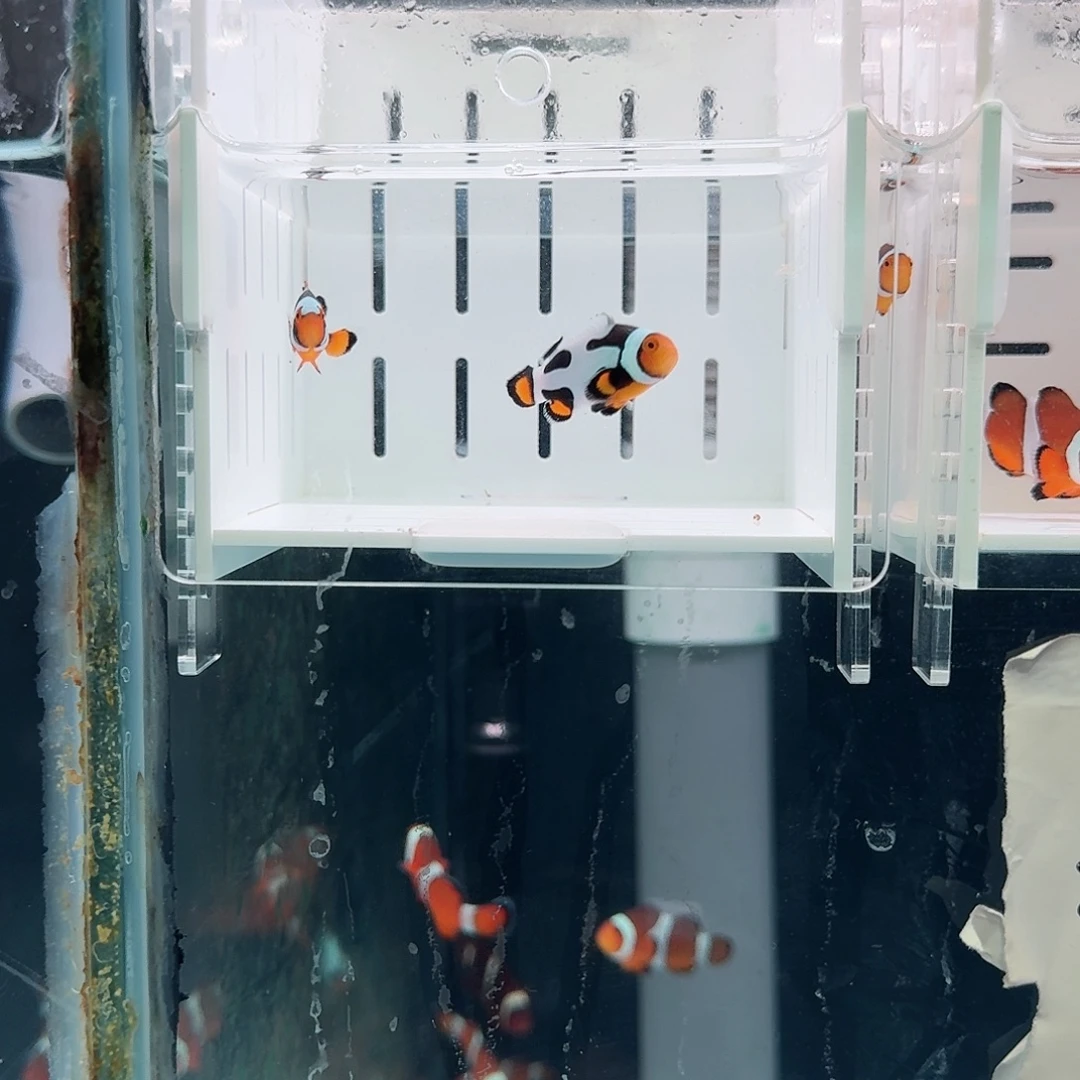 海水鱼精品黑卡一对