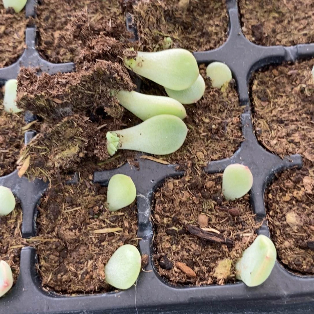 穴盘纸鸢芽苗一个多肉