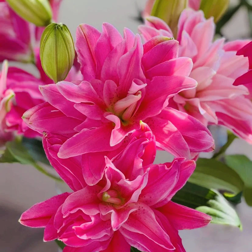 四季可种～1棵【茱莉亚】20/22进口香水百合花球