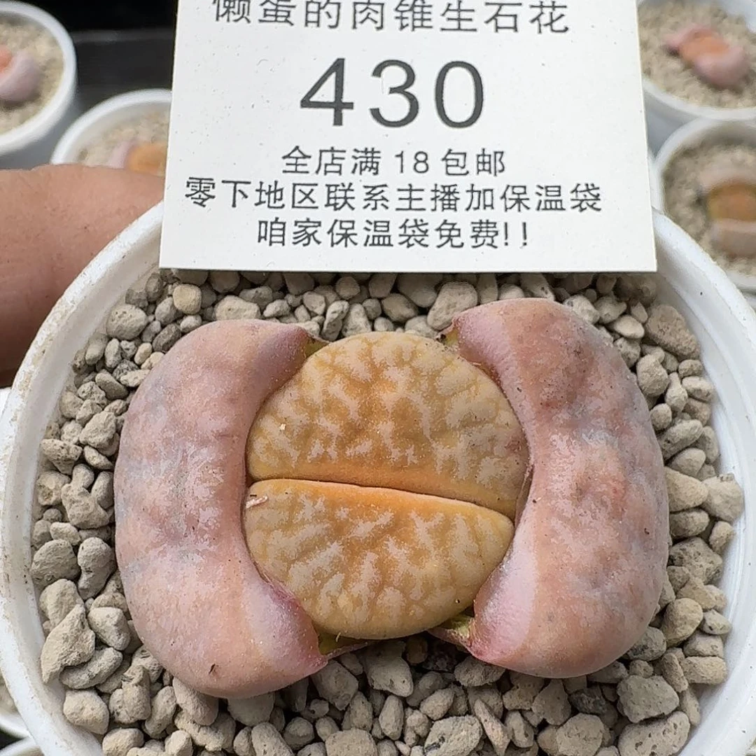 430拿铁四年母本满18包邮