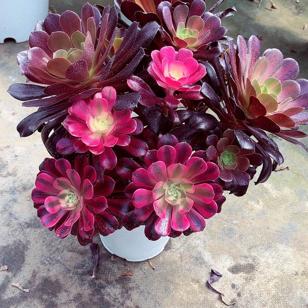 法师多肉哈哈哈哈