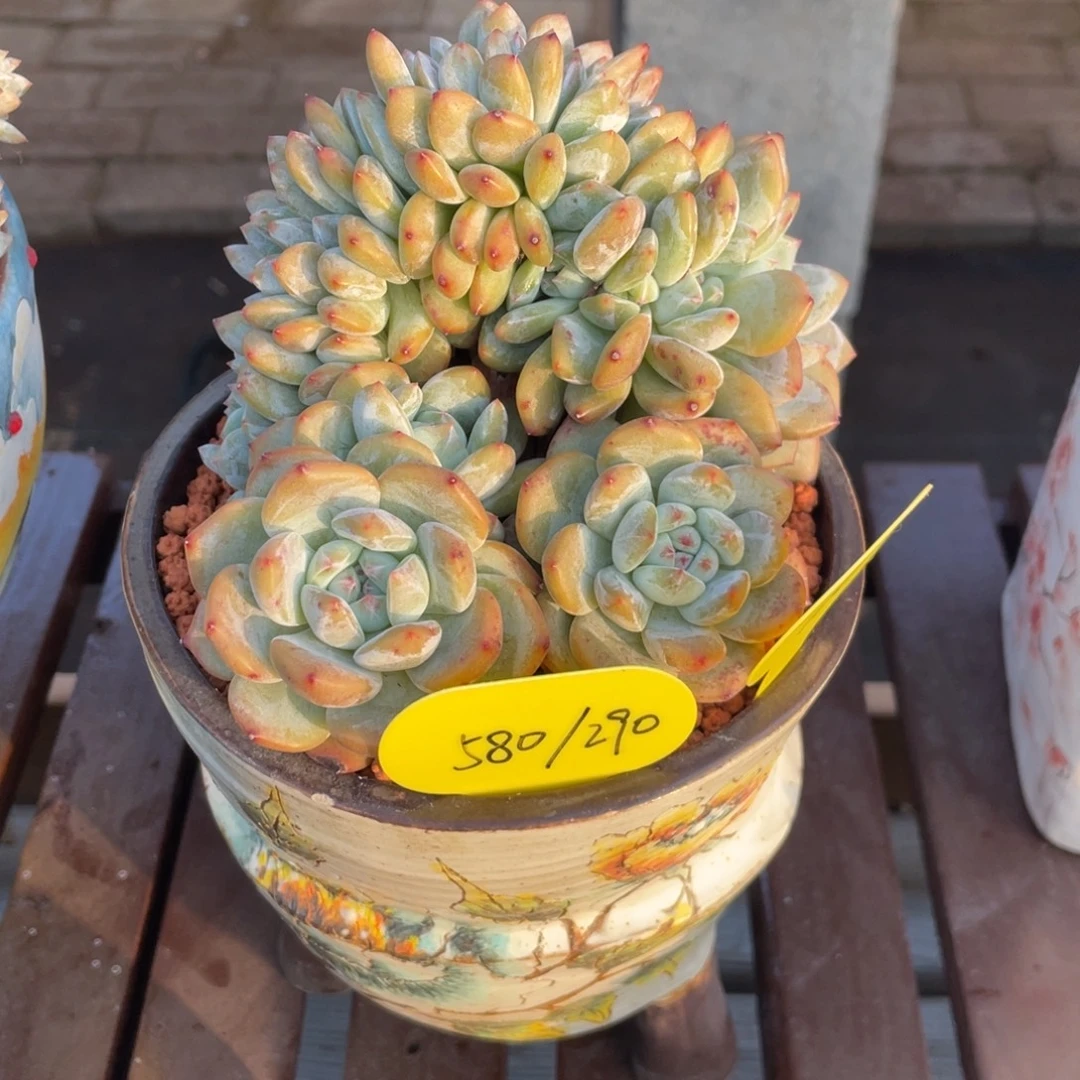 *****石榴子星影缀化店庆不包断枝110